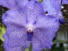 Vanda coerulea Blue Bloom size