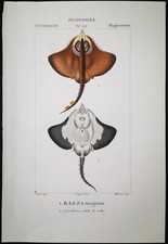 1831,PRETRE ORIGINALE ENGR. FINE ANTICO ACQUERELLO MARGINATO RAGGIO XLC