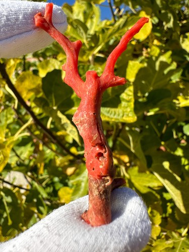 Corallo rosso grezzo rami - corallo, /