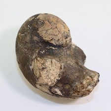 Nautilus, Procyclonautilus