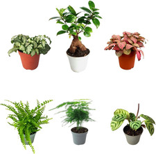 | Kit 6 Piantine Verdi per