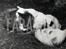 Foto vintage Italia, Gatta con cuccioli di cane, stampa 24X18 cm