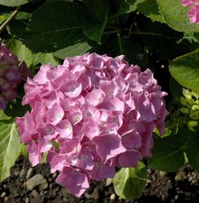 Ortensia contadina Tiffany