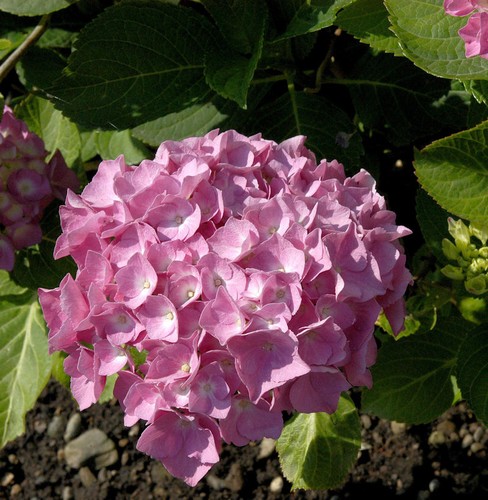 Ortensia contadina tiffany - contadina,