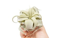 Tillandsia Seedling
