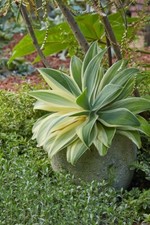 002049A Agave Attenuata