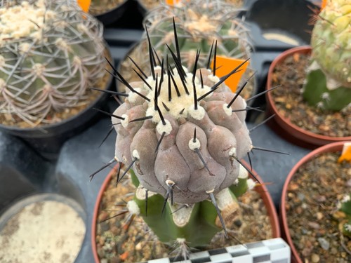 201 copiapoa cinerea san - 201,