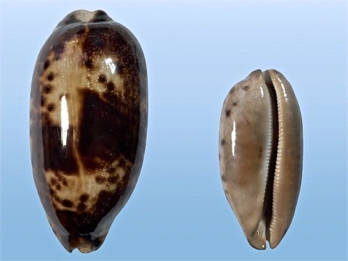 Cypraea testudinaria negros - cypraea,