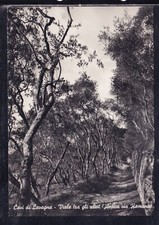 Cartolina Cavi di Lavagna Viale tra gli Ulivi Antica Via Romana G1640