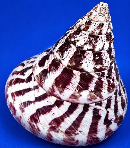 Tectus niloticus motivo - tectus,