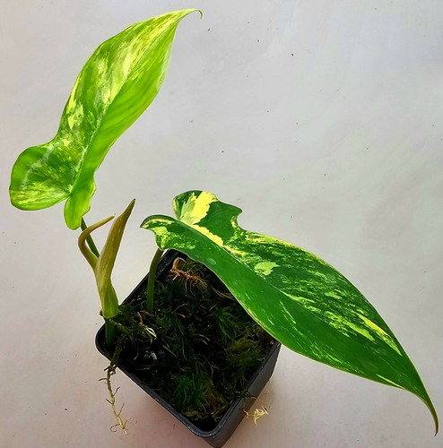 Philodendron florida beauty - florida,