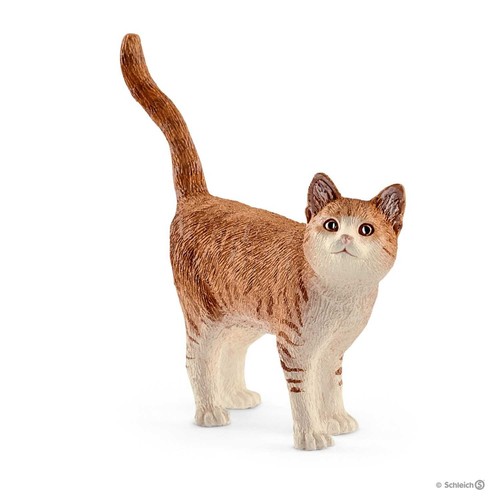 Gatto 2017 animali - gatto, in