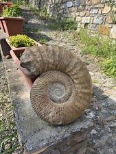 Fossil ammonite Gigante da