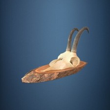 156CAM Trofeo di caccia di camoscio 17cm