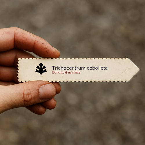 Trichocentrum cebolleta seeds - trichocentrum,