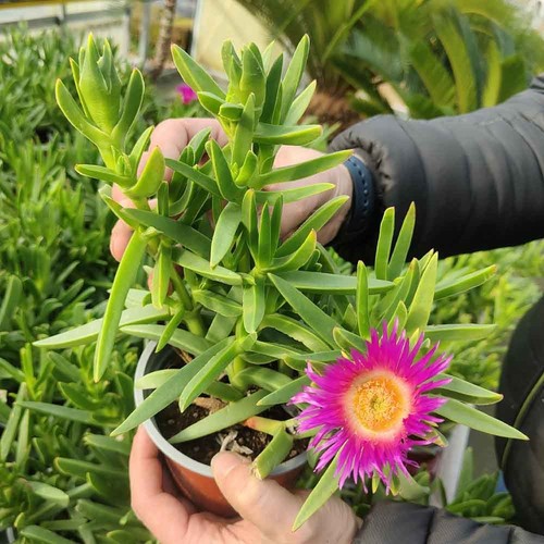 Carpobrotus chilensis fico