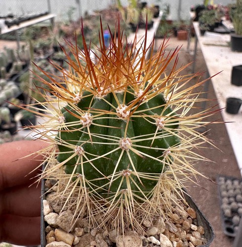 Melocactus acunae perezassoi - x,