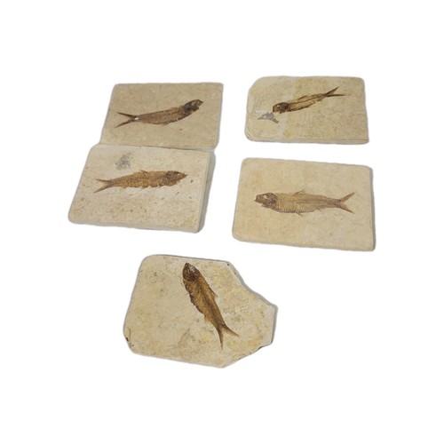Pesce fossile milioni - pesce, di