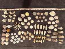 Lotto misto 110 conchiglie