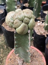 Euphorbia turbiniformis