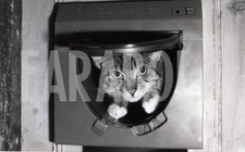 Foto vintage UK, Gatto si affaccia alla gattaiola, stampa 21x15 cm