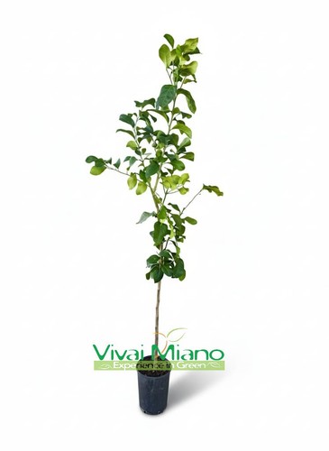 Pianta limone zagara bianca - di,