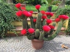 Echinocereus lobivia