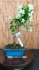 Bonsai melo 42cm visita - melo, h