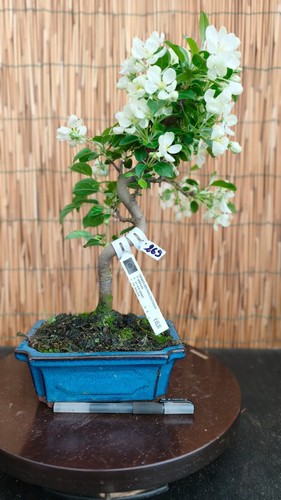 Bonsai melo 42cm visita - melo,