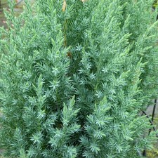 Ginepro cinese juniperus - cinese, "juniperus