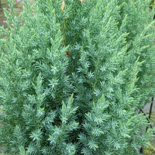 Ginepro cinese juniperus - ginepro,