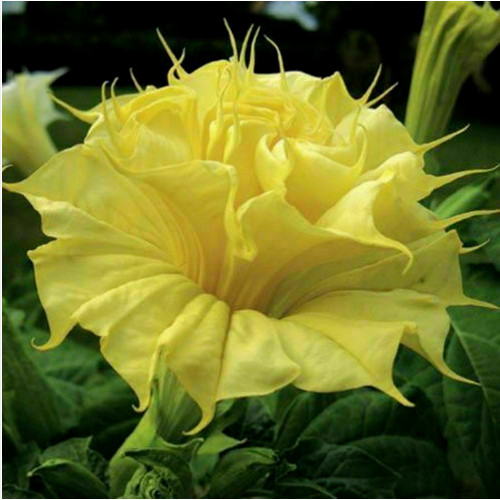Datura golden queen double 15 - datura, double,