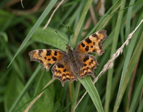 Photo 6x4 comma - 6x4, near