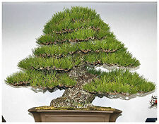 10 semillas Pinus Thunbergii, Pino negro japonés , semillas bonsai S
