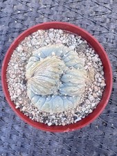 L - Flicii Cristata Rara