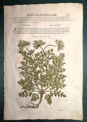 Mattioli matthioli erbario - mattioli,