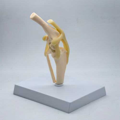 Ginocchio cane modello