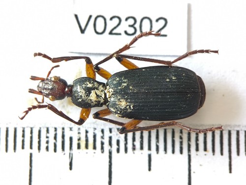 V02302 insetti carabidae - v02302.,