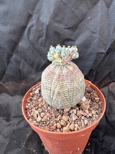 Euphorbia obesa cactus - euphorbia,