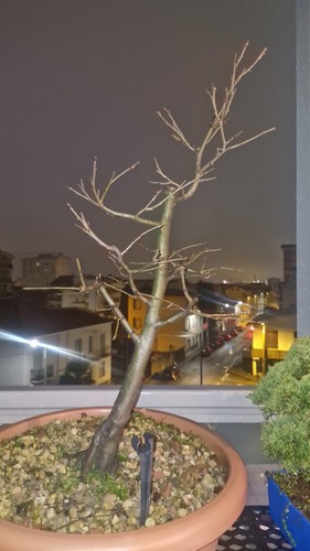 Pre bonsai carpino bianco - pre,
