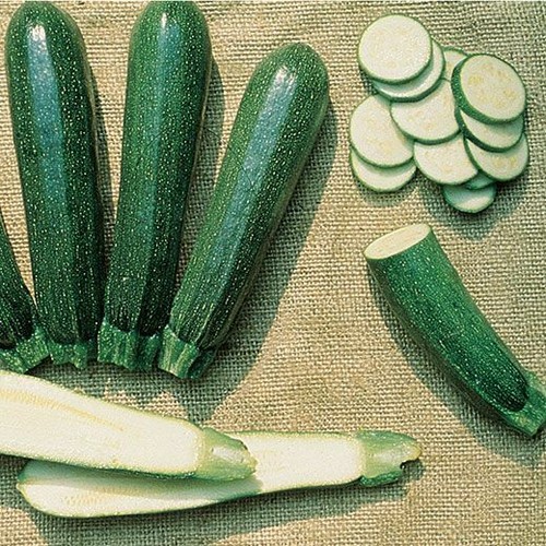 Semi sementi zucchino - semi,