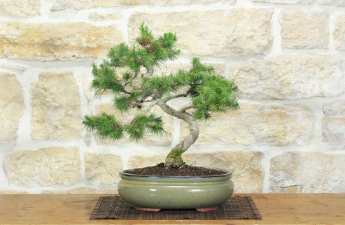 Bonsai pino aleppo - bonsai, (14)