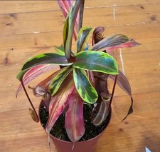 Nepenthes VARIEGATA Medium
