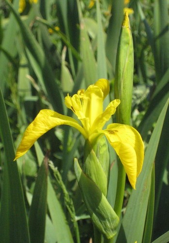 Photo 6x4 yellow flags - yellow,