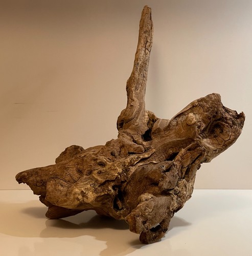 Radice legno marino per - radice,