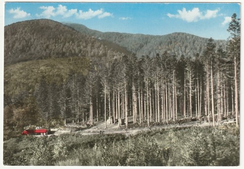 Maresca pistoia foresta - maresca,