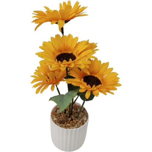 Pianta vaso girasole - in, di