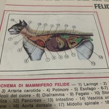FIGURINA N.77 ANIMALI ED