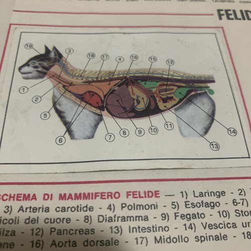 Figurina animali ed - n.77,