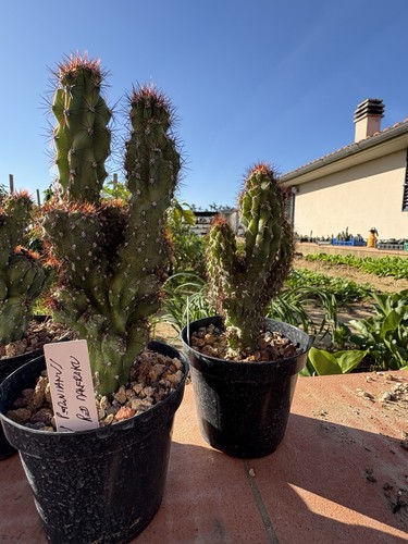 Cereus peruvianus monstruosus - cereus,